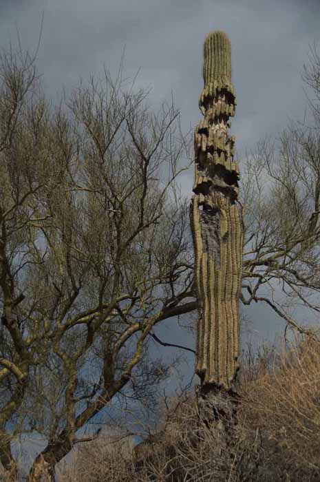 dying Saguaro